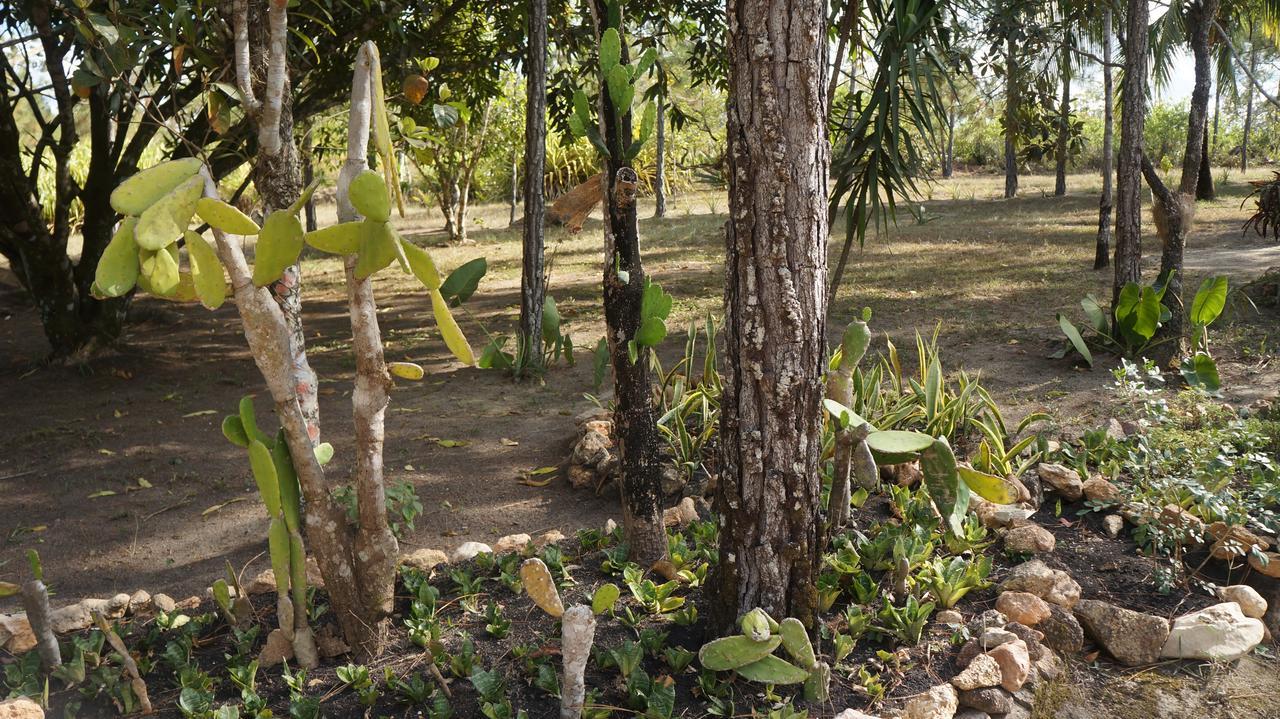 Pine Ridge Lodge San Ignacio Εξωτερικό φωτογραφία